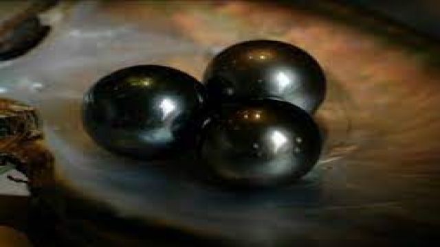 BLACK PEARL /  PART 1