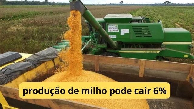 Milho: produção brasileira pode cair 6% em 23/24, in...