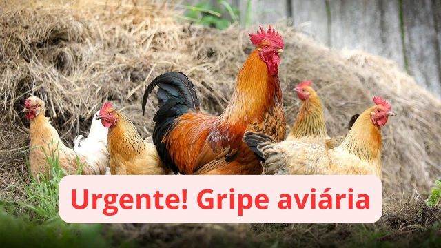 Urgente!  Gripe aviária compromete exportação.