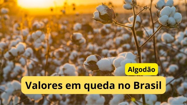 Algodão em pluma: valores estão em queda no Brasil