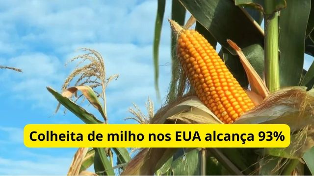 Colheita de milho nos EUA alcança 93%, diz USDA; col...