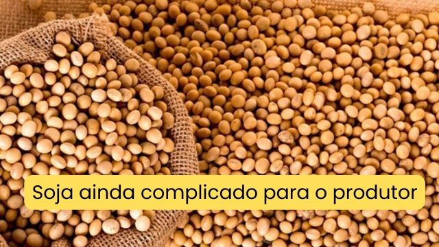 Soja: Disparada do dólar pressiona e preços fecham n...