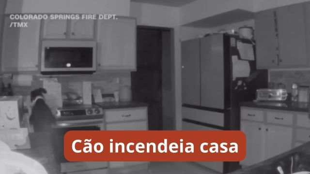 Cachorro liga fogão, e casa pega fogo nos Estados Un...