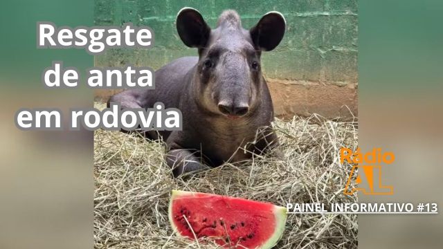 Anta de 180 kilos regatado em rodovia - Painel Infor...